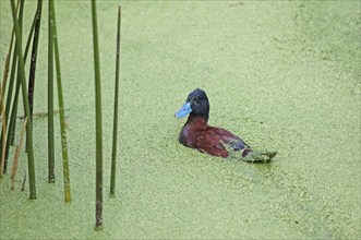 Lake duck (Oxyura vittata) in Lake Titicaca, Puno province, Peru, South America