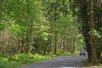 Dense green forest and narrow road, Vancouver, British Columbia, Canada, North America