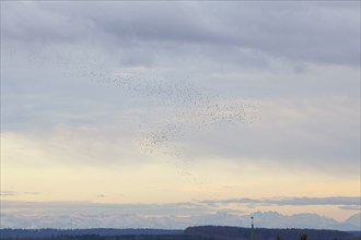 Thousands of bramblings from Scandinavia fly in flocks over Magolsheim. With a view of the Alps at