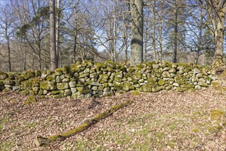 Old stone wall with green moss in a beautiful rural landscape in spring, Sweden, Europe