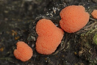 Salmon-coloured slime mould or fish egg slime mould (Tubifera ferruginosa, Tubifera ferruginea),