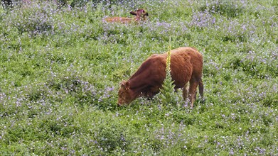 A calf follows its mother in a flowery meadow, farm animals, Mani Peninsula, Peloponnese, Greece,