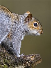 Portrait of Grey Squirrel, Sciurus carolinensis in a forest