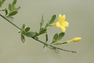 Shrub jasmine or shrubby jasmine (Chrysojasminum fruticans, Jasminum fruticans), Provence, southern