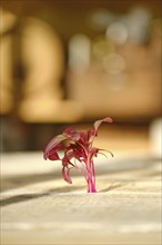 Fresh amaranth sprouts on wooden background under sunlight