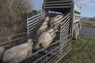 Black-headed domestic sheep (Ovis gmelini aries) running into the double-decker cattle trailer,