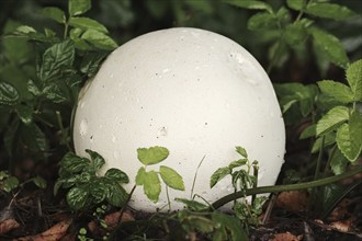 Giant puffball (Langermannia gigantea, Calvatia gigantea), North Rhine-Westphalia, Germany, Europe