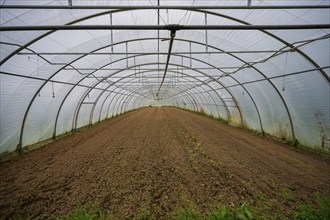 Empty greenhouse tunnel, North Rhine-Westphalia, Germany, Europe