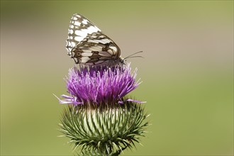 Marbled white (Melanargia galathea), July, Saxony-Anhalt, Germany, Europe