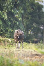 Water buffalo (Bubalus arnee) on a leash standing in a field in Du Gia, Ha Giang province, Vietnam,