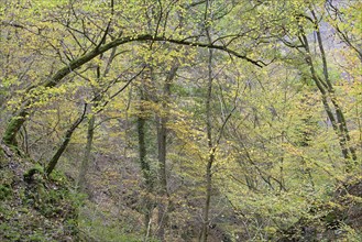 Dortebach valley in autumn, steep slopes, european hornbeam (Carpinus betulus) with curious growth