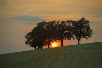 Wind beech trees and sunset, Hofsgrund, Oberried, Schauinsland, Black Forest, Baden-Württemberg,