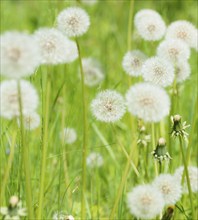 A green meadow full of dandelions, common dandelion (Taraxacum ruderalia), seed head with seeds on