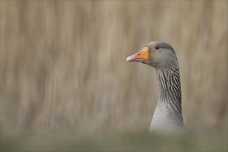 Greylag goose (Anser anser) adult bird head portrait, England, United Kingdom, Europe