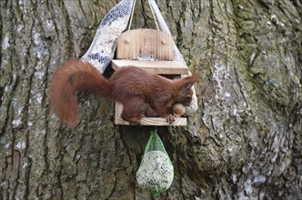 Squirrel (Sciurus) eats nuts at the feeder