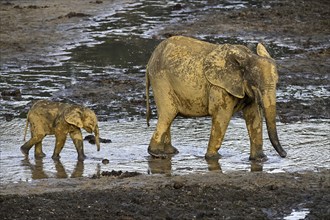 African forest elephants (Loxodonta cyclotis) in the Dzanga Bai forest clearing, Dzanga-Ndoki