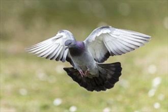 City dove (Columba livia forma domestica) in flight, wildlife, Germany, Europe