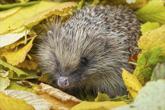 European hedgehog (Erinaceus europaeus) adult animal emerging from a pile of fallen autumn leaves