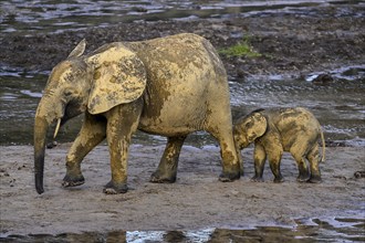 African forest elephants (Loxodonta cyclotis) in the Dzanga Bai forest clearing, Dzanga-Ndoki