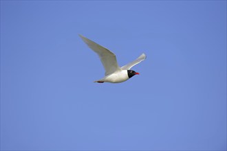 Herring Gull (Ichthyaetus melanocephalus, Larus melanocephalus), flying, Camargue, Provence,