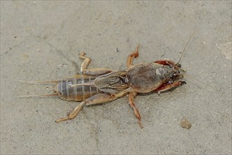 European mole cricket (Gryllotalpa gryllotalpa), Camargue, Provence, southern France