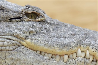 Nile crocodile (Crocodylus niloticus), eye and teeth, captive, occurring in Africa