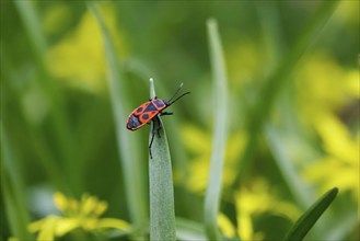 Fire bug, March, Germany, Europe