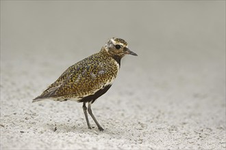 European golden plover (Pluvialis apricaria), Lower Saxony, Germany, Europe