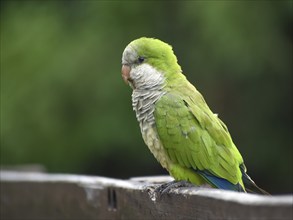 Portrait of a monk parakeet (Myiopsitta monachus) in a park in Buenos Aires, Argentina, South