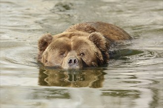 Kodiak bear (Ursus arctos middendorffi) swimming in the water, captive, Germany, Europe