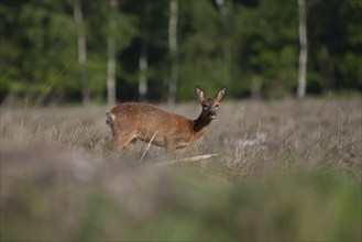 Roe deer (Capreolus capreolus) adult female in grassland, in a woodland clearing Suffolk, England,