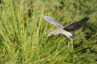 Black-crowned night heron (Nycticorax nycticorax) youngster flying, Camargue, France, Europe