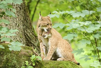 Eurasian lynx (Lynx lynx) mother with her youngsters in a forest, Bavaria, Germany, Europe