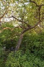 Apple tree (Malus) dying due to the bark beetle (Scolytinae), Bavaria, Germany, Europe