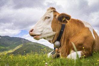 A cow sits on a blooming meadow in the mountains under a partly cloudy sky, Penken, Zillertal.