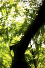 Beech, light reflections, wiped image, Humlebæk, Nivå Bugt, Hovedstaden, Øresund coast, Denmark,