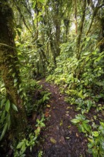 Narrow hiking trail in the tropical rainforest, dense green vegetation, Laguna de Hule, Refugio