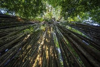 Hanging roots of a giant strangler fig (Ficus americana), looking upwards, in the rainforest,