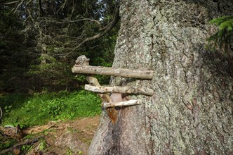 Old spruce with a lickstone, Gloggnitzerhütte on the Rax, Schwarzau im Gebirge, Lower Austria,