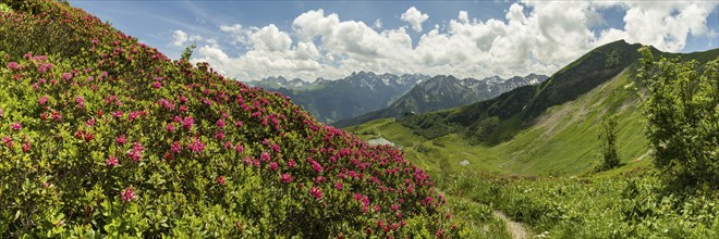 Alpine rose blossom, panorama from the Fellhorn over the Schlappoldsee and mountain station of the