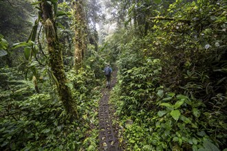 Hiker, tourist on a hiking trail in the rainforest, dense vegetation, Monteverde cloud forest,