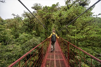 Young man, tourist on red suspension bridge between the treetops in the rainforest, Monteverde