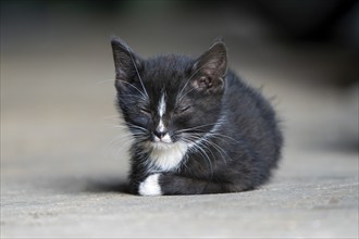 Domestic cat, 8-week-old kitten, Vulkaneifel, Rhineland-Palatinate, Germany, Europe