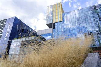 Green spaces around buildings, here at Hogeschool Inholland Rotterdam, plant beds at passageways,