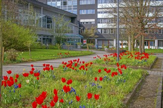 District of Schaumburg Spring with tulips Stadthagen Germany