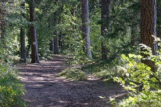 Cycling and hiking trail on the eastern shore of Lake Wigry in the Wigry National Park in northern