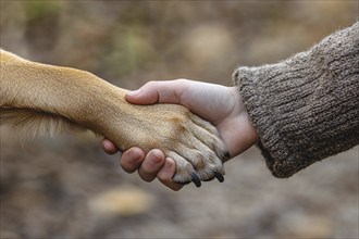 Human hand holding dog paw. Generative Ai, AI generated