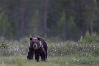 Brown bear (Ursus arctos) in the Finnish taiga, Kuusamo, Finland, Europe