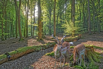 Fallow deer in the forest near Todenmann Rinteln Germany