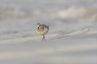 Sanderling (Calidris alba) feeding on a beach. Camaret sur mer, Crozon, Finistere, Brittany,